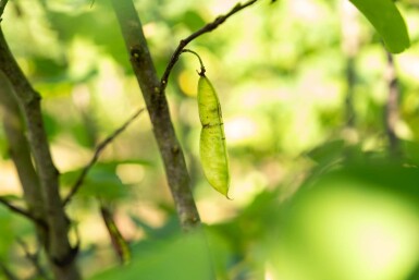 Cercis canadensis meerstammig 200-250