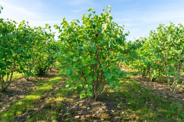 Cercis canadensis meerstammig