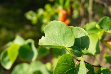 Cercis canadensis meerstammig 200-250