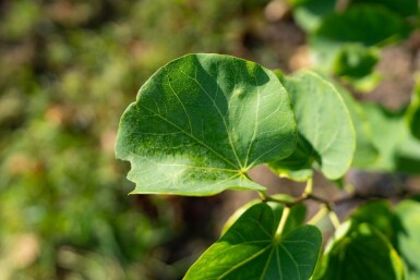 Cercis canadensis meerstammig 200-250