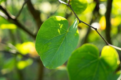 Cercis canadensis meerstammig 200-250