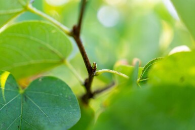 Cercis canadensis meerstammig 200-250