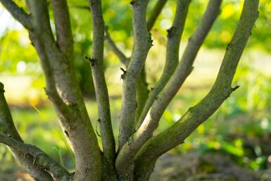 Cercis canadensis meerstammig 200-250