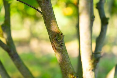 Cercis canadensis meerstammig 200-250