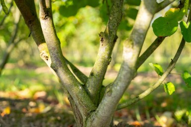 Cercis canadensis meerstammig 200-250