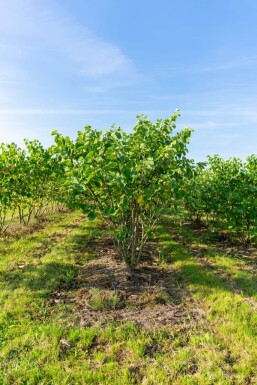 Cercis canadensis meerstammig 200-250