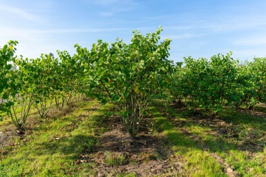 Cercis canadensis meerstammig 200-250