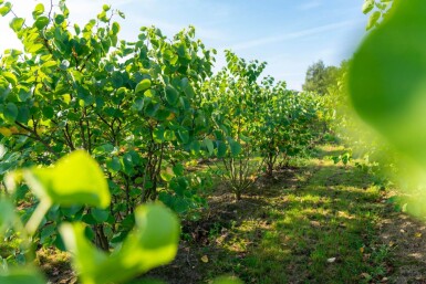 Cercis canadensis meerstammig 200-250