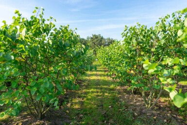 Cercis canadensis meerstammig 200-250