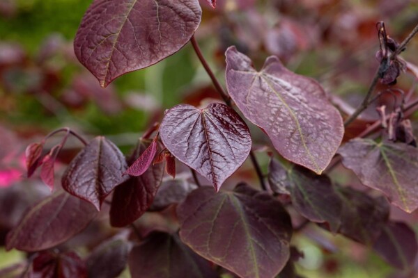 Cercis canadensis 'Forest Pansy' Cercis canadensis 'Forest Pansy'