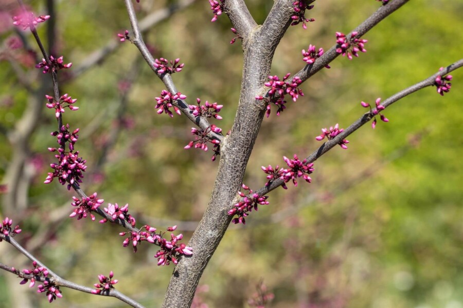 Cercis canadensis 'Forest Pansy' Cercis canadensis 'Forest Pansy'