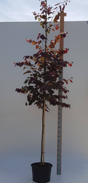 Cercis canadensis 'Forest Pansy' hochstamm