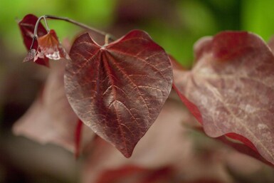 Cercis canadensis 'Forest Pansy' hoogstam 6/8