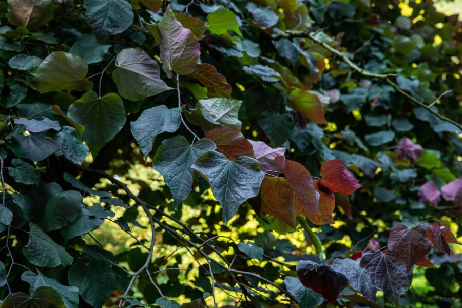 Cercis 'Forest Pansy' HO6/8 P/K Cercis canadensis 'Forest Pansy' Hochstamm 6/8