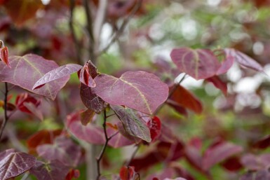 Cercis canadensis 'Forest Pansy' hoogstam 6/8