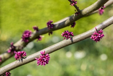 Cercis canadensis 'Forest Pansy' hoogstam 6/8