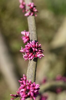 Cercis canadensis 'Forest Pansy' hoogstam 6/8