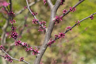 Cercis canadensis 'Forest Pansy' hoogstam 6/8