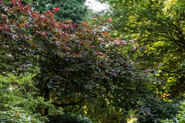 Cercis canadensis 'Forest Pansy' meerstammig