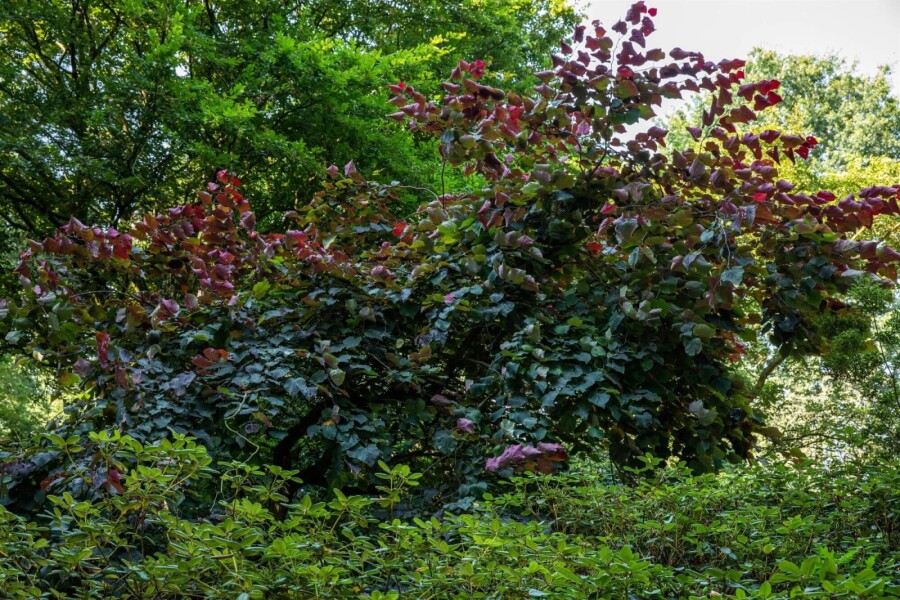 Cercis 'Forest Pansy' ME 200-250 P/K Cercis canadensis 'Forest Pansy' Mehrstämmig 200-250