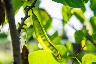 Cercis chinensis 'Avondale'