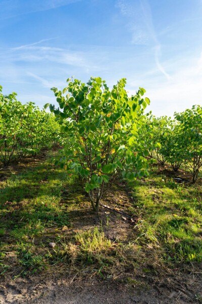 Cercis chinensis 'Avondale' mehrstämmig