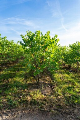 Cercis chinensis 'Avondale' mehrstämmig 200-250