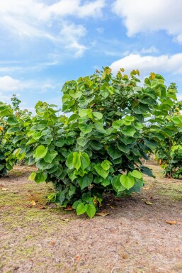 Cercis chinensis 'Avondale' mehrstämmig 200-250