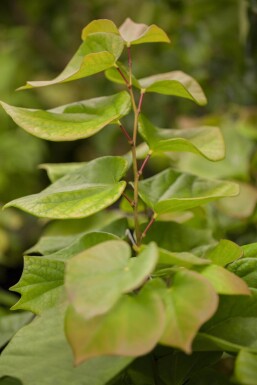 Cercis chinensis 'Avondale' mehrstämmig 200-250