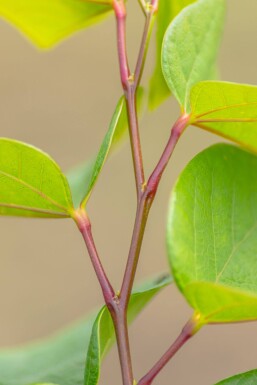 Cercis chinensis 'Avondale' mehrstämmig 200-250