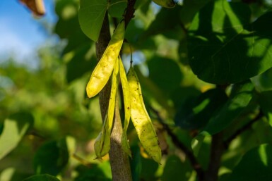 Cercis chinensis 'Avondale' mehrstämmig 200-250