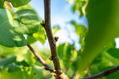 Cercis chinensis 'Avondale' mehrstämmig 200-250