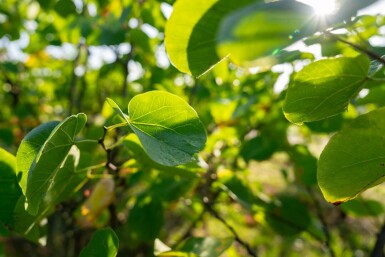 Cercis chinensis 'Avondale' mehrstämmig 200-250