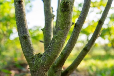 Cercis chinensis 'Avondale' mehrstämmig 200-250