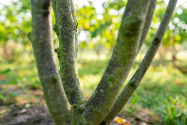 Cercis chinensis 'Avondale' mehrstämmig 200-250