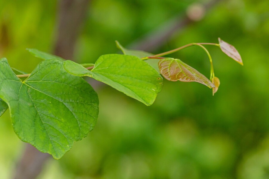 Cercis siliquastrum Cercis siliquastrum