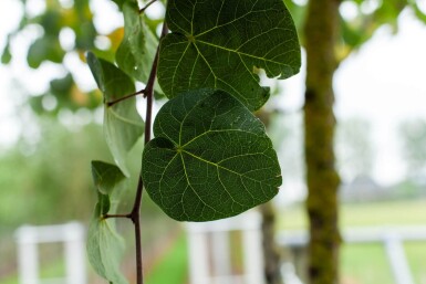 Cercis siliquastrum hoogstam 10/12