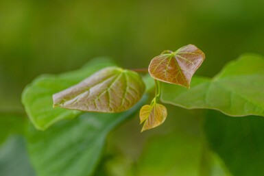 Cercis siliquastrum hoogstam 10/12