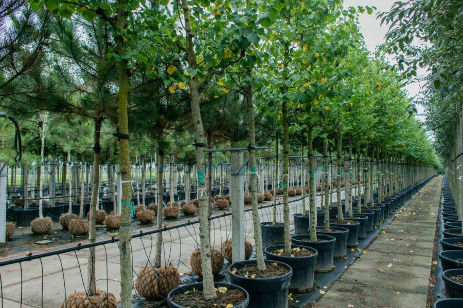 Cercis siliquastrum HO 10/12 P/K Cercis siliquastrum Hochstamm 10/12