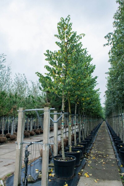 Cercis siliquastrum Hochstamm Cercis siliquastrum Hochstamm