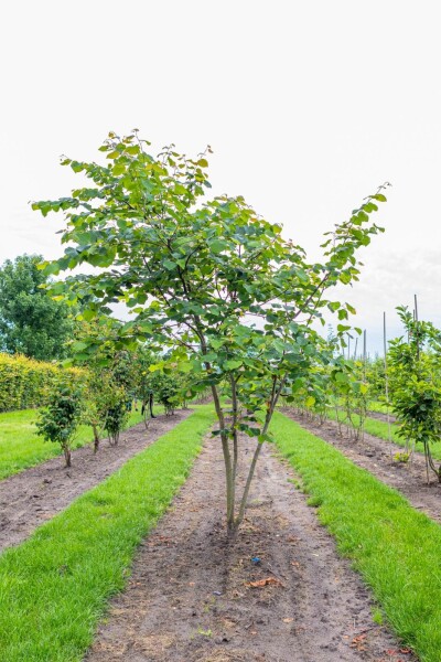 Cercis siliquastrum Mehrstämmig Cercis siliquastrum Mehrstämmig