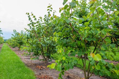 Cercis siliquastrum mehrstämmig 200-250