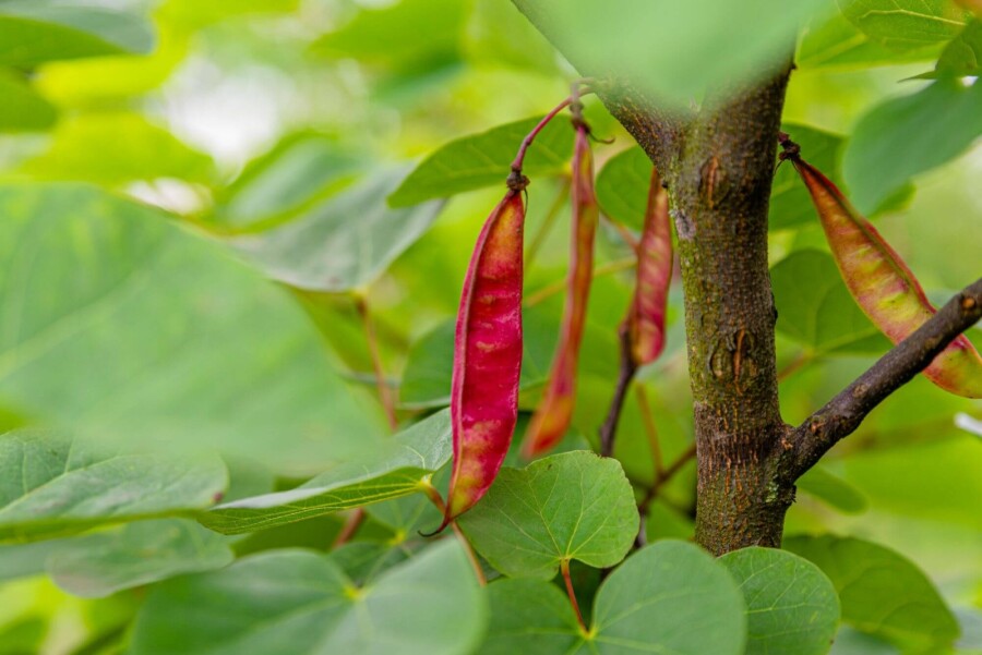 Cercis siliquastrum ME 200-250 P/K Cercis siliquastrum Mehrstämmig 200-250