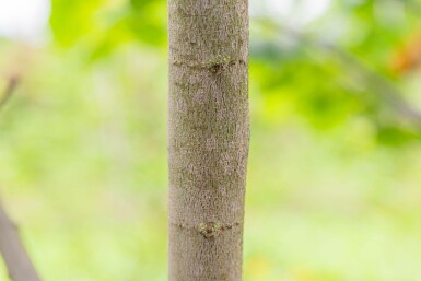 Cercis siliquastrum mehrstämmig 200-250