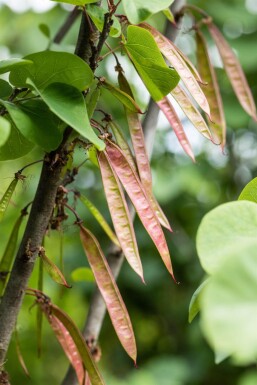 Cercis siliquastrum mehrstämmig 200-250