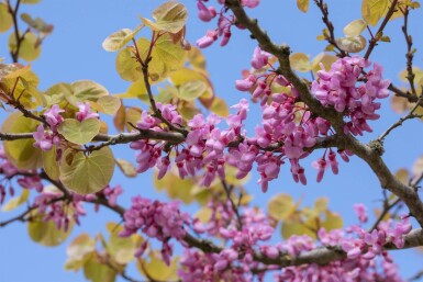 Cercis siliquastrum mehrstämmig 200-250