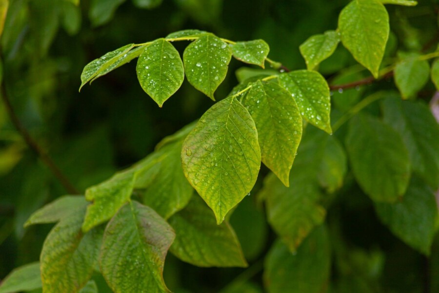 Cladrastis kentukea Cladrastis kentukea