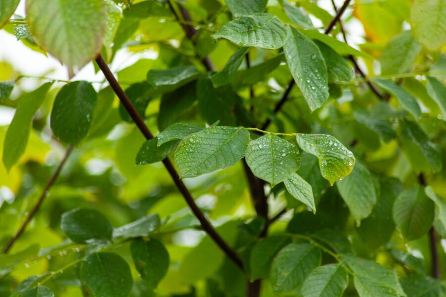 Cladrastis kentukea Cladrastis kentukea
