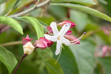 Clerodendrum trichotomum mehrstämmig 200-250