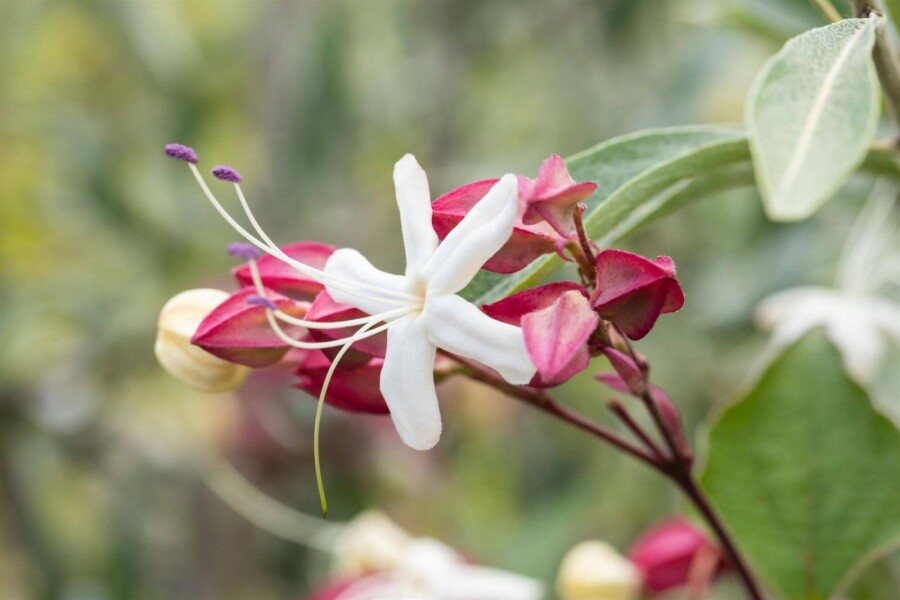 Clerodendrum trichotomum ME 200-250 P/K Clerodendrum trichotomum Mehrstämmig 200-250